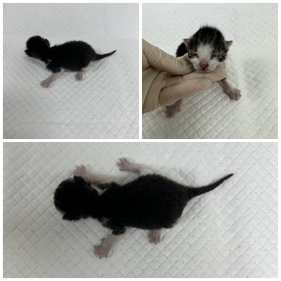 보호중 한국 고양이…